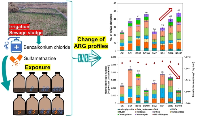 短期苯扎氯氨暴露促进农业土壤抗性组的选择扩散