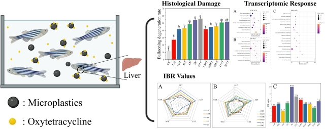 微塑料与土霉素暴露对斑马鱼肝脏组织、生物标记物与转录组响应产生影响
