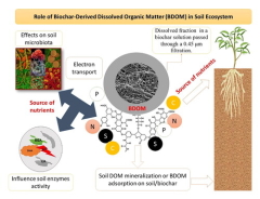Biochar-derived dissolved organic matter (BDOM) and its influence on soil microbial community composition, function, and activity: A review